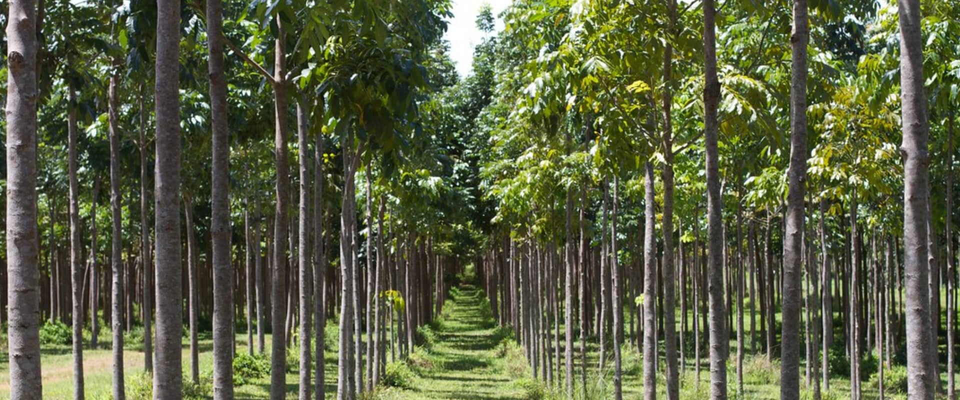 mahogany agroforestry
